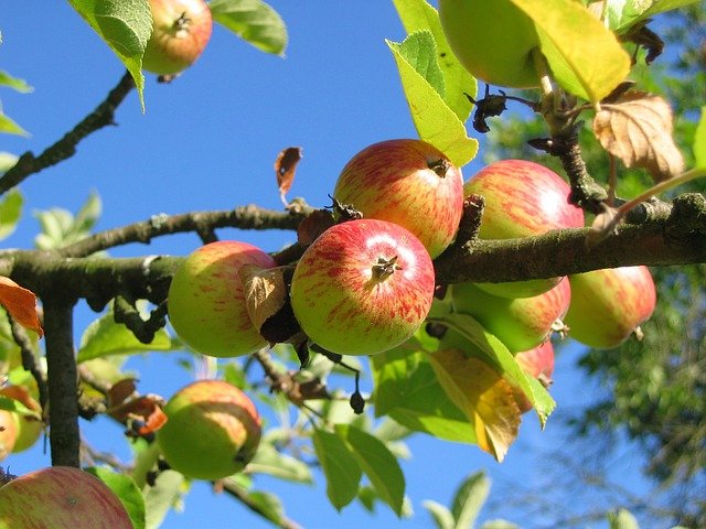 Streuobstwiese
