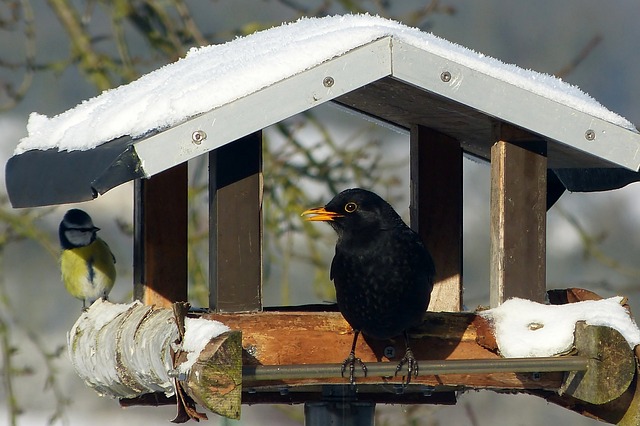 Amsel1