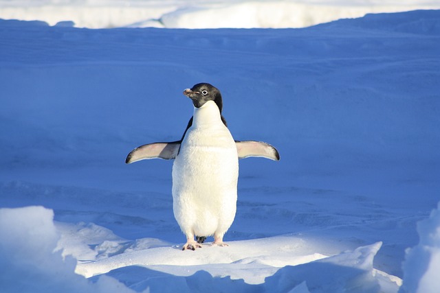 Pingu 1