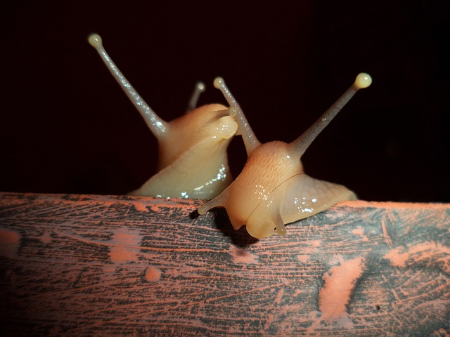 Achatschnecken