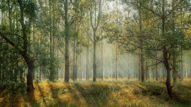Wald3