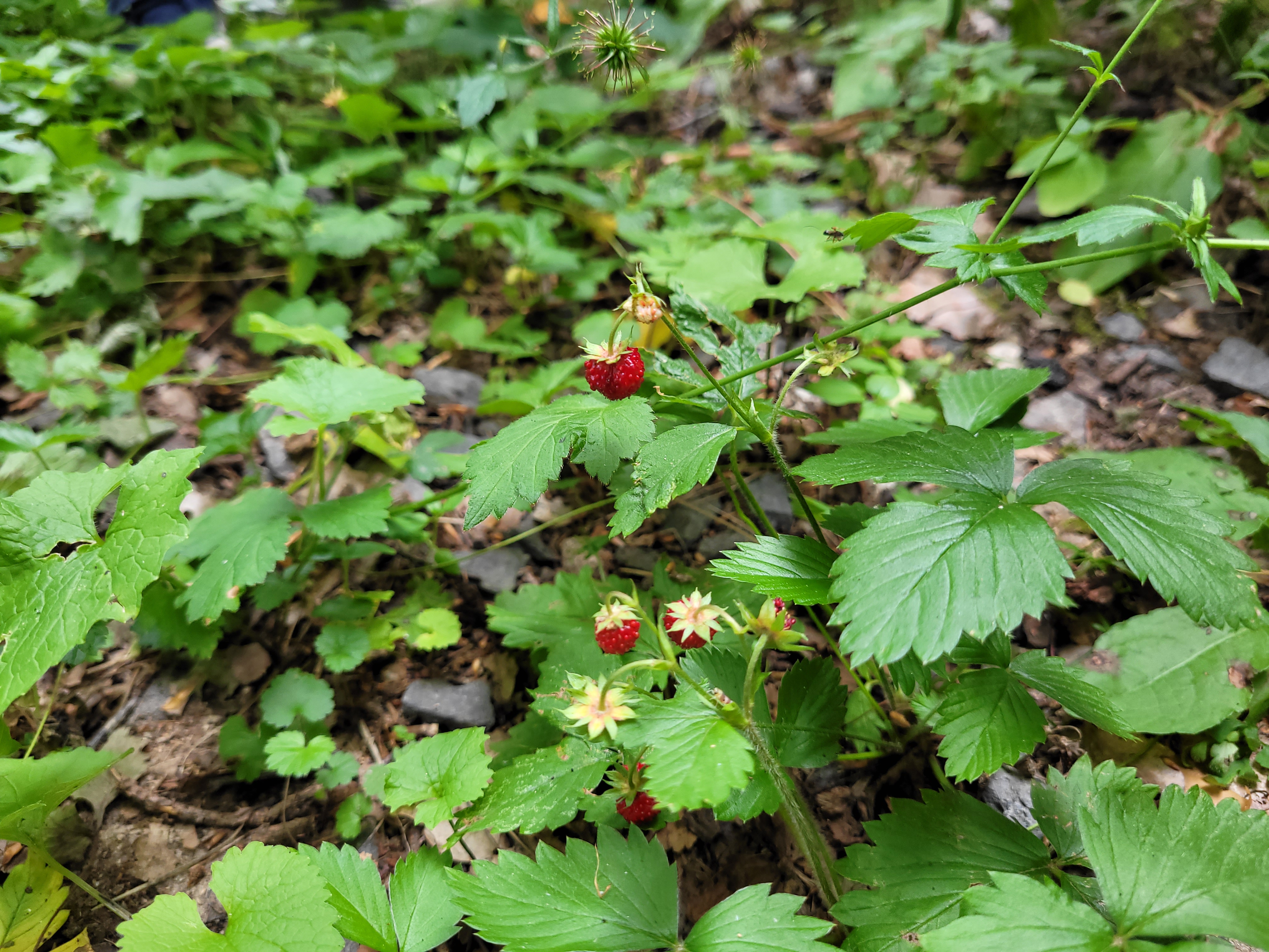 Waldwoche2