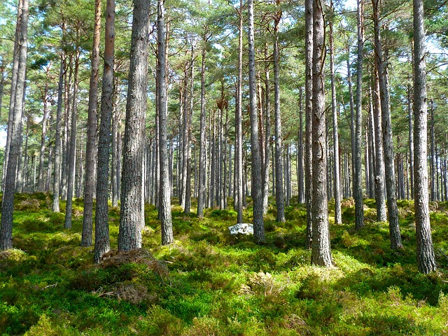 WaldwocheTag2