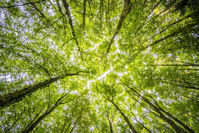 Titel wald