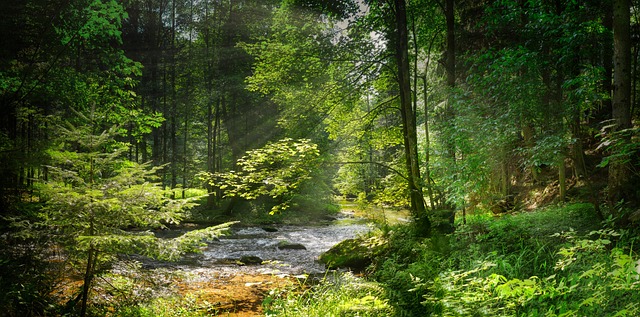 Wald Bach