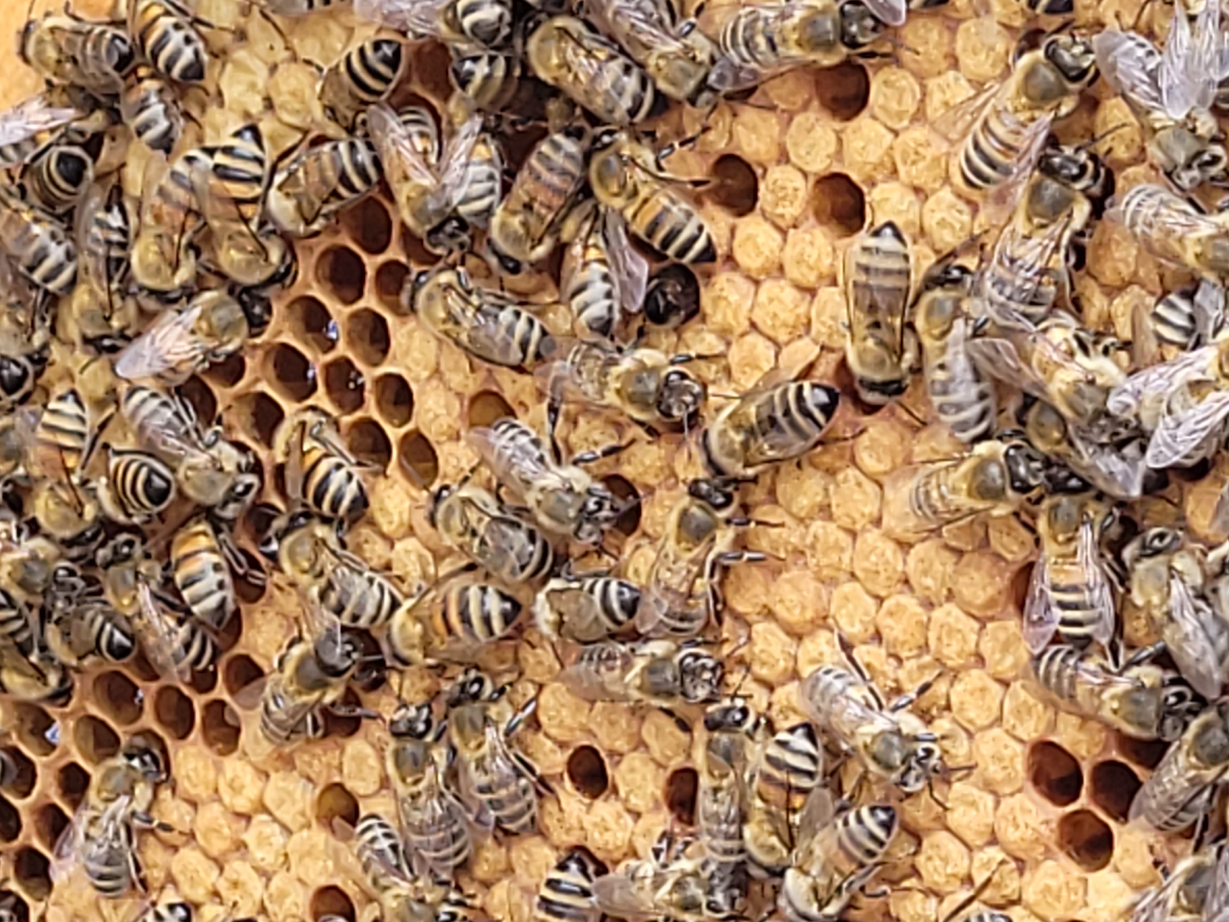 Bienen