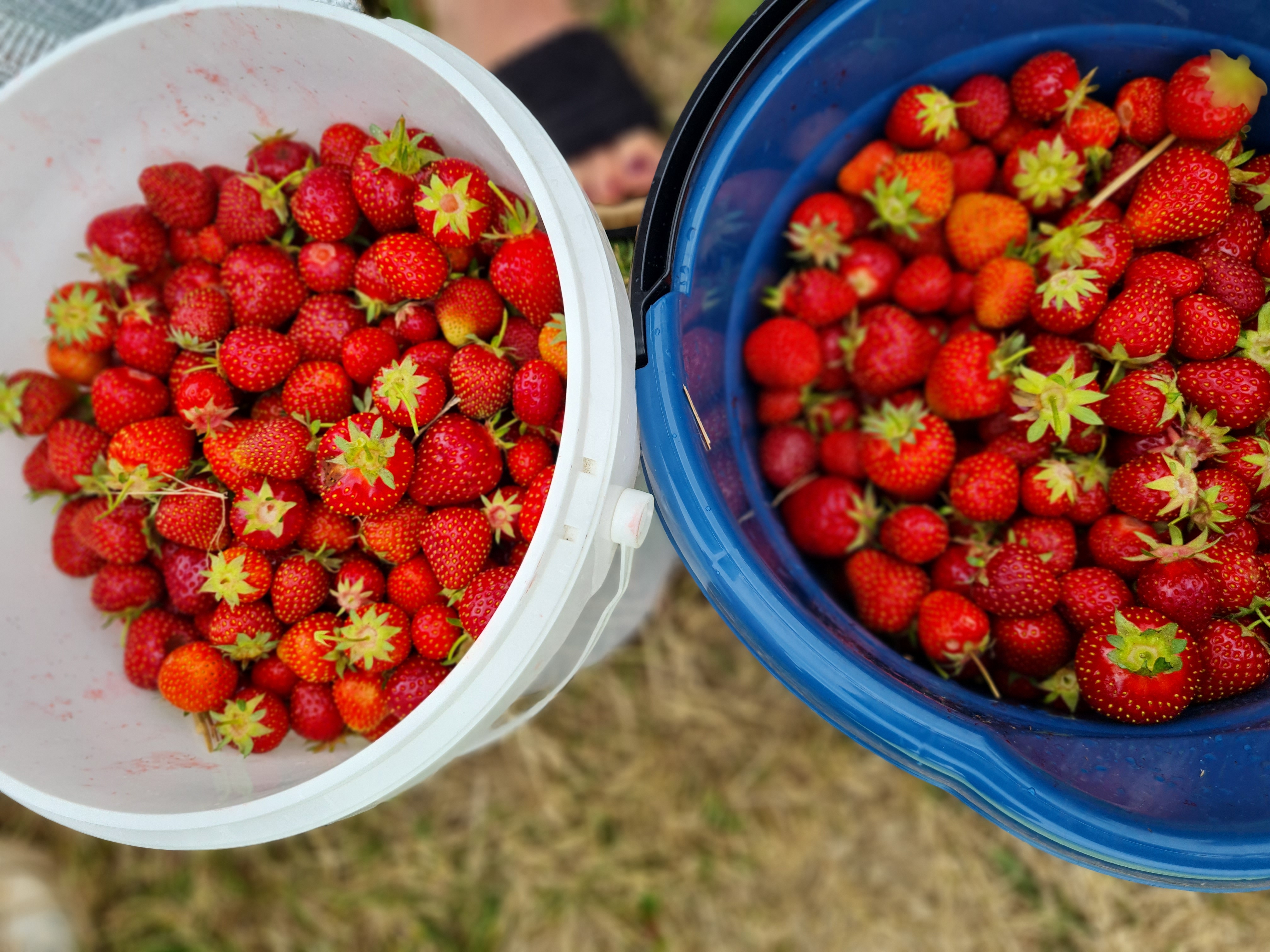 Erdbeeren