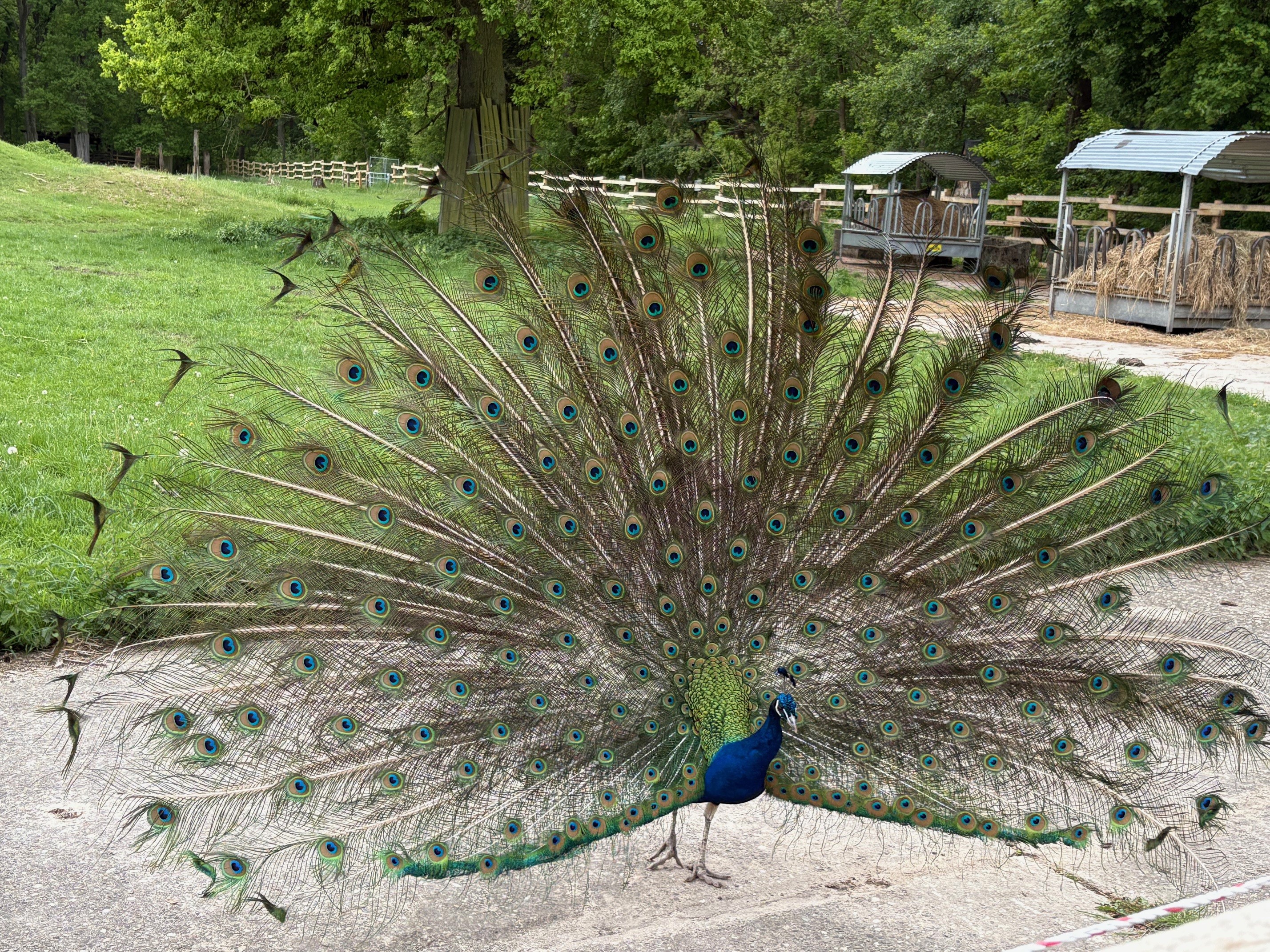 Pfau mit aufgeschlagenem Rad