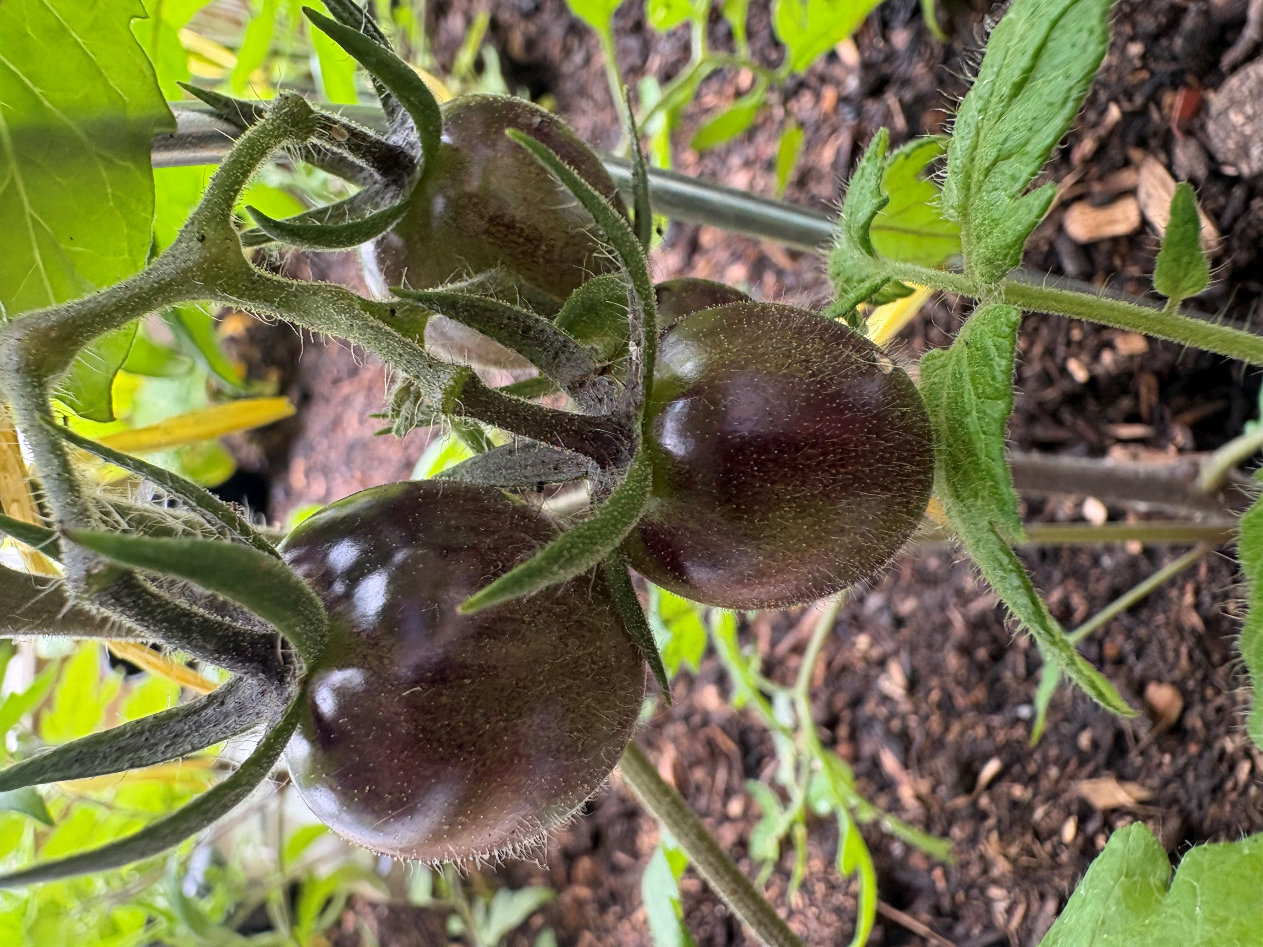 Tomatenpflanze mit Tomaten