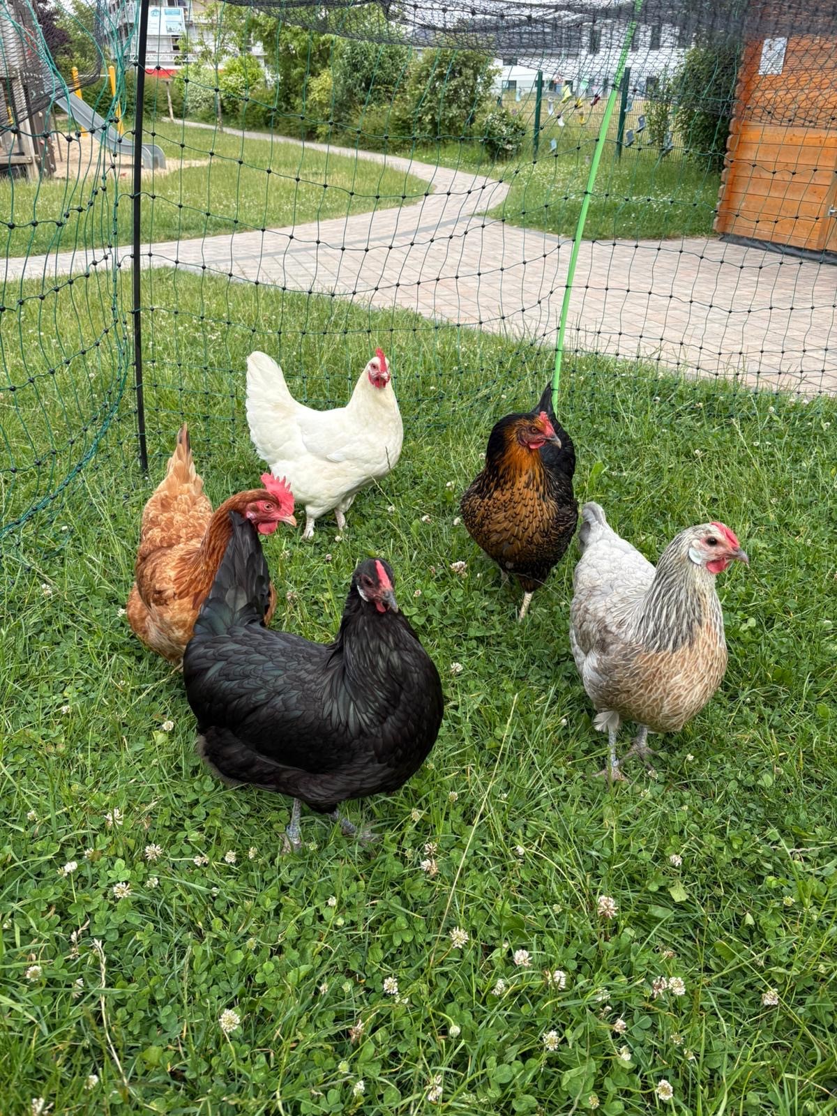 Fünf Hühner im Gehege