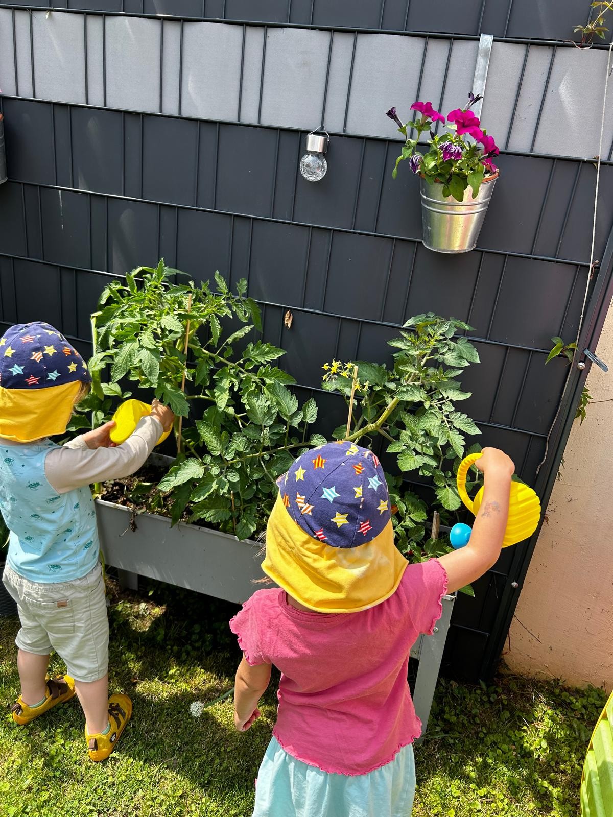 Kinder gießen Tomatenpflanzen