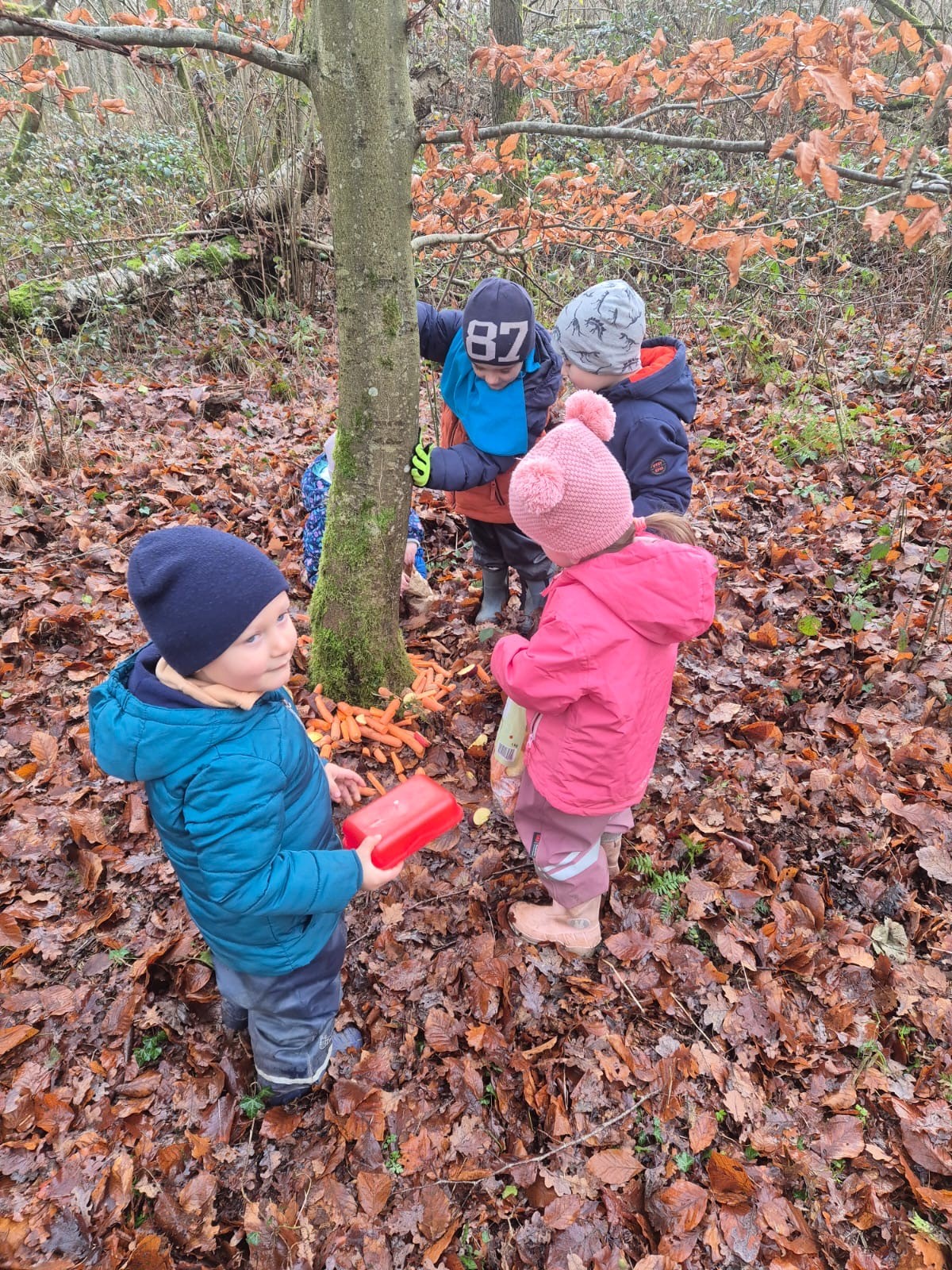 Kinder im Wald haben um einen Baum herum viele Möhren ausgelegt