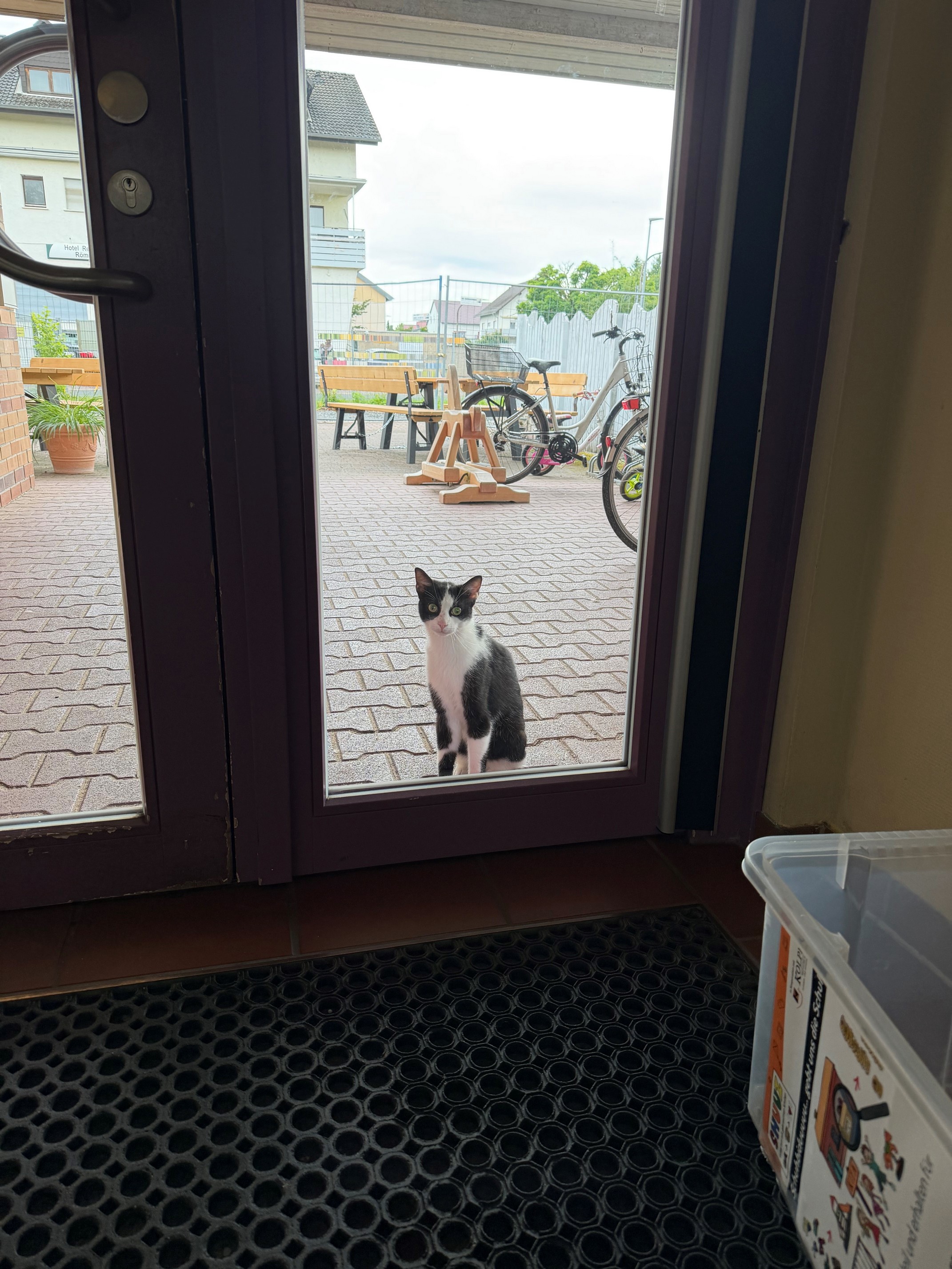 Katze sitzt vor der Eingangstür