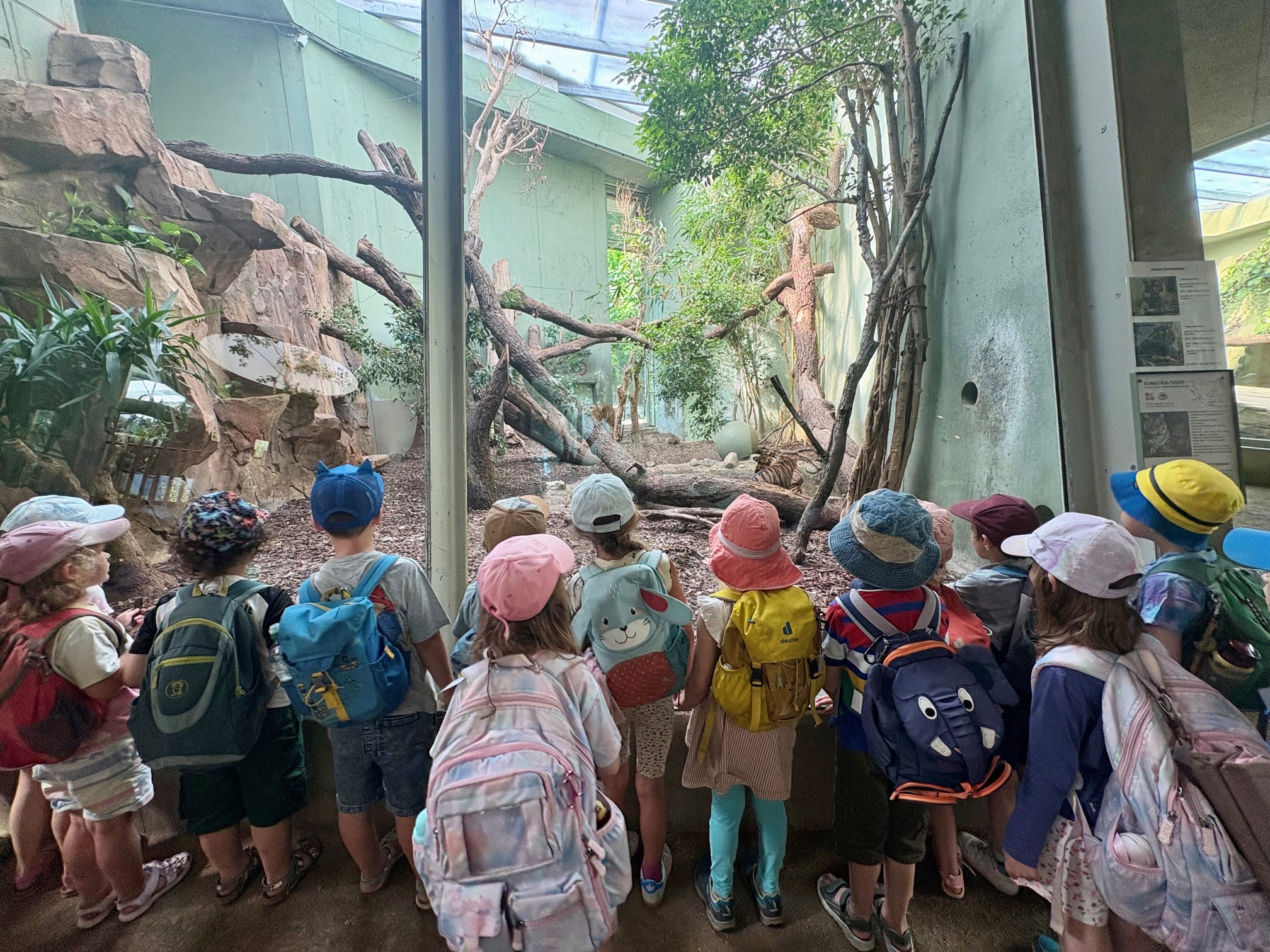 Die Vorschulkinder der Natur-KiTa schauen den Tigern beim Planschen zu.