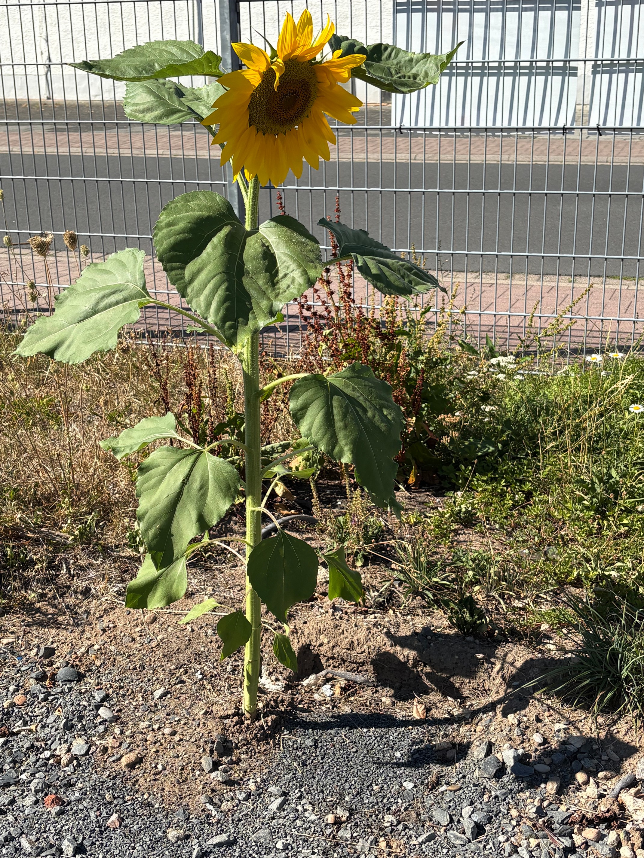 Eine Sonnenblume trotzt dem Schotter und den Bauzäunen vor dem KiFaZ trotz Trockenheit und Hitze.